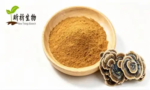 Turkey Tail Mushroom: The Immune Support Powerhouse